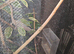 Female panther chameleon