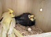 Beautiful breeding proven pair of cockatiels