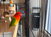 Breeding pair of Opaline Fischers