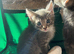 Kittens available ready to go now