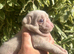 4 Prestige KC registered Pink Pug Puppies
