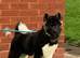 KC American Akita