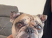 Frenchies For Rehome