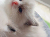 Beautiful pure ragdoll kittens (2 females)left