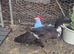 2 Runner Ducks for Sale – £30