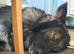Beautiful KC German shepherd
