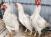 3 miniature ko shamo hens