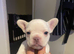 Adorable frenchie puppies