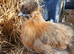 Silkie pullets and cockerals for sale