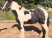 Handsome Piebald Gelding