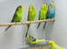 Budgies