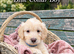 Mini Goldendoodle Babies