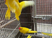 Baby kakarikis