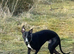 Stud available - Bonnywhip Flacks