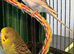 budgies available 9 weeks old