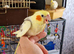 Hand reared baby Cockatiels