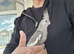 Super hand tamed cockatiels for sale