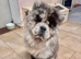 Poe the loving lilac merle chow chow