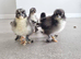 Pekin Chicks x5