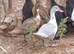 Young muscovy females