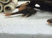 Rusty plecos pair