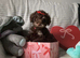 Toy poodle 3/4 puppies
