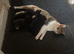 Playful Kittens