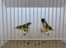 Pair of Gouldian Finches For Sale
