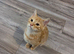 Pixie bob kittens ready now