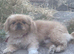 Beautiful parti colour Pekingnese boy rare apricot & white 1 year old