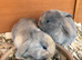Stunning pure bred French lop babies