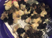 CHINESE PAINTED BUTTON QUAIL CHICKS !