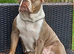 1 beautiful old tyme bulldog puppy left
