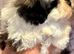 A gorgeous little baby looking for there forever Home