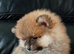 8 week old Female puppies