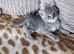 Russian Blue kitten 8 weeks old fully litter trained. Boy