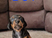 Beautiful true to size Miniature Dachshunds