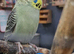 3x budgies 8.5 weeks old £40 each