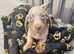 Dachshund