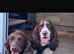 Springer spaniels