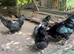 Black aruacanas for sale