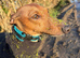Proven KC Italian Greyhound Stud from champ lines