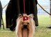 Outstanding Pedigree Yorkshire terrier puppies