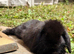 3 Solid Mini Lops for Sale