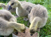 Goslings 3 weeks old