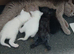3 bsh cross kittens