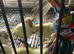 Hand Reared Babe Quakers mutations