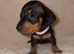 KC Registered Miniature Dachshunds