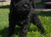 Reduced  Miniature labradoodle cockapoo x bedlington terrier