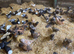 Polish vaccinated point of lay pullets